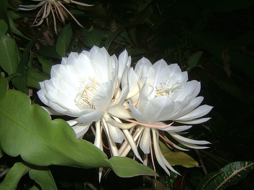 KadupulFlower1