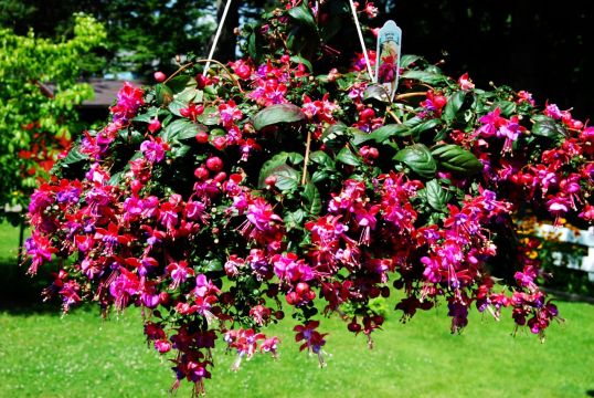 gorgeous-fuchsia-plant.small