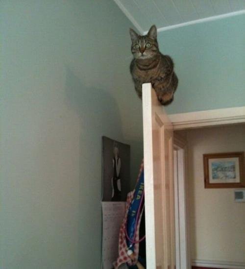 Monorail cat training simulator