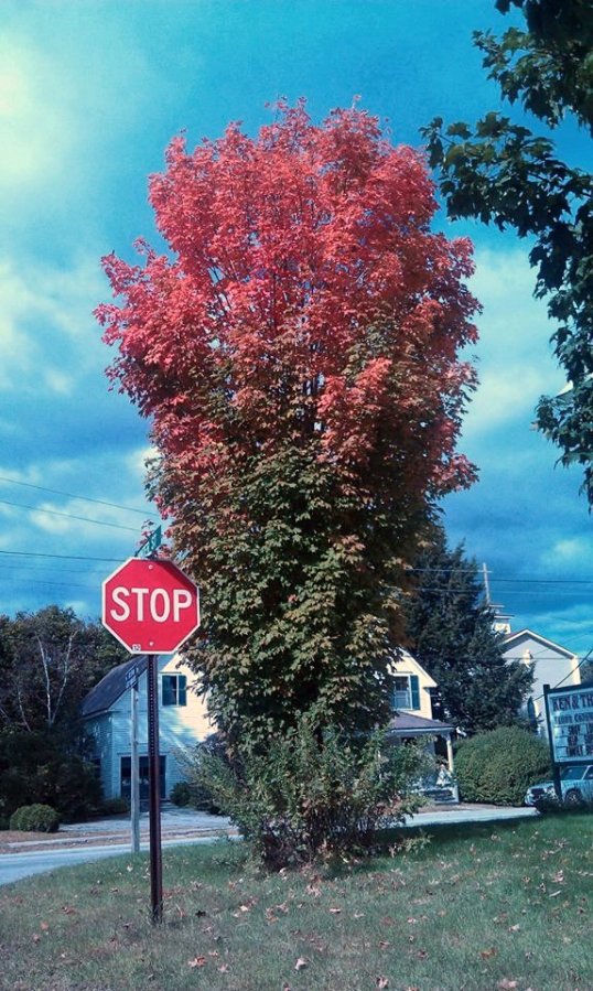 1374311_10151862475603851_1546537165_n