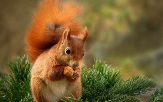 bigpreview_Red Squirrel