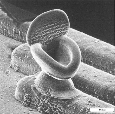 toilet_micrograph