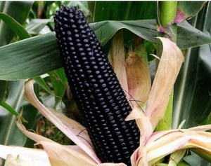 30pcs-lot-vegetable-seeds-font-b-black-b-font-waxy-font-b-corn-b-font-seeds