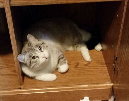 Rufus in the Cupboard