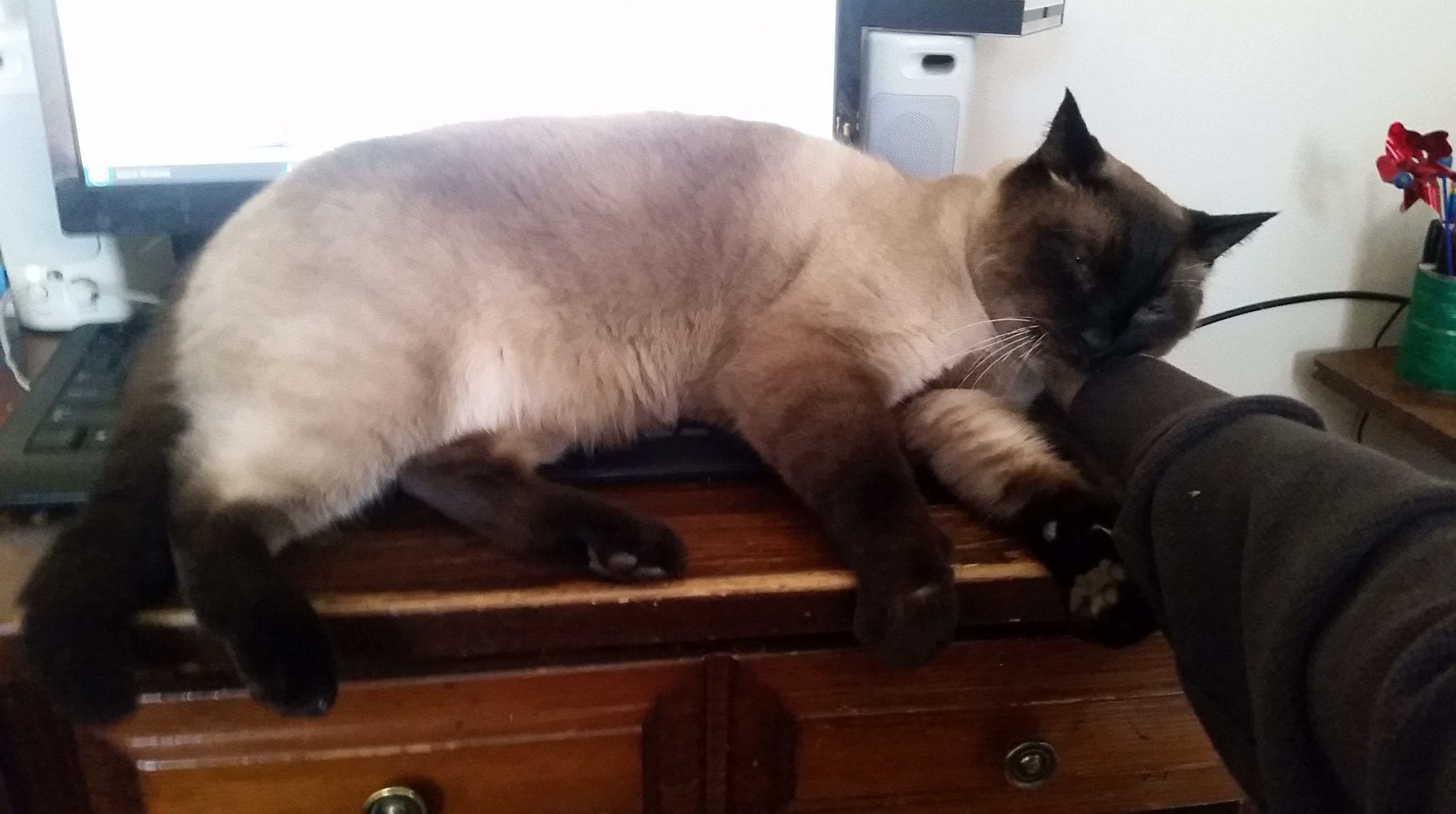 20161209 Sensei Helping.jpg